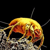 mite